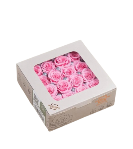 RSP4420 ROSA PRINCESS ROSA PASTEL RSP/4420