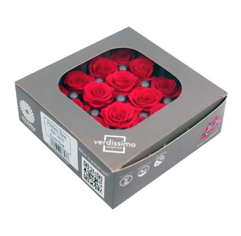 RSP/4490 ROSA PRINCESA *ROSA