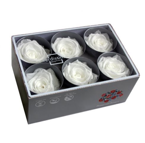 ROSE STANDAR BOX 6 BLANCA RST/2000