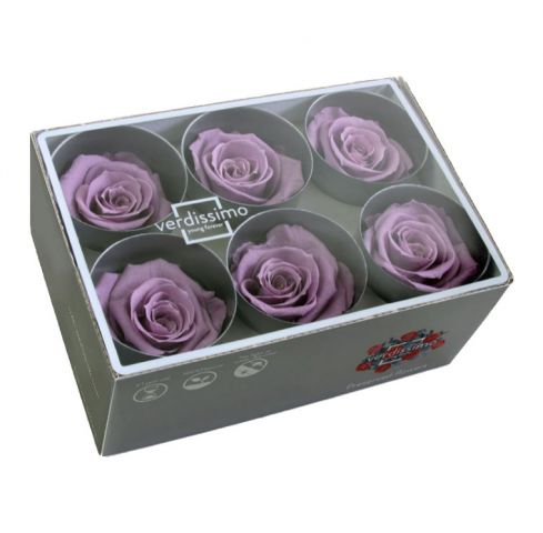 ROSE STANDAR BOX 6 LILA RST/283