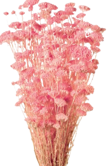 ACHILEA SILVESTRE *ROSA 000-205.40