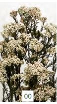 RICE FLOWER PRES. *BLANCO 000.809-00