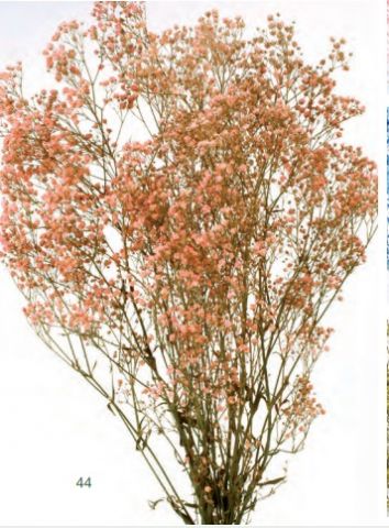 GYPSOPHILA PANICULATA PRES*SALMON 000-442.44