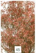 GYPSOPHILA PANICULATA PRES*FU000-442.45