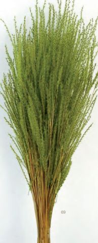 000.322-69 FINE GRASS