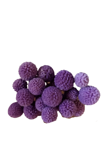 CRASPEDIA PRESS  *LILA 000.184.80