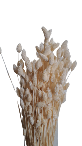 PHALARIS PRESS BLANCO 00.013.00