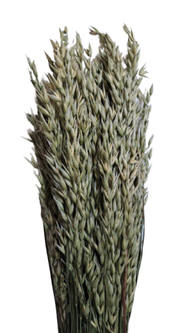  AVENA SATIVA NATURAL *000.093-04