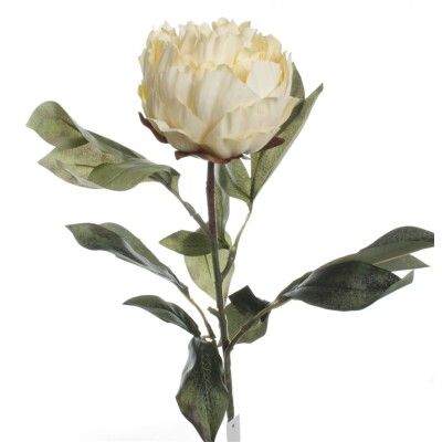VARA PEONIA *CREMA 2230