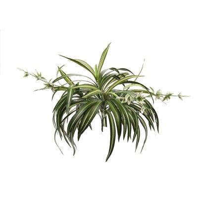 PLANTA SPIDER VERD/BLN 50 CMS G677/1