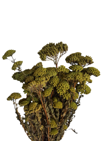 ACHILEA SILVEST  *VERDE 000-205.69