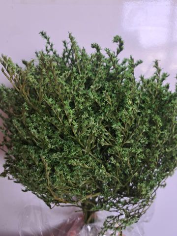 TATARICA VERDE  100GRS 000-041P67