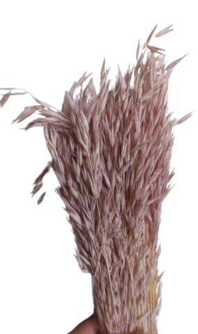 AVENA SATIVA ROSA MAQUILLAJE 000-093F40