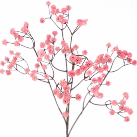 GYPSO VINTAGE *ROSA 6104-12