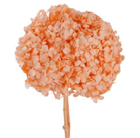 HYDRANGEA PRESERVADA  *SALMÓN  HRT/0530