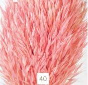 AVENA SATIVA *ROSA 000.093-40