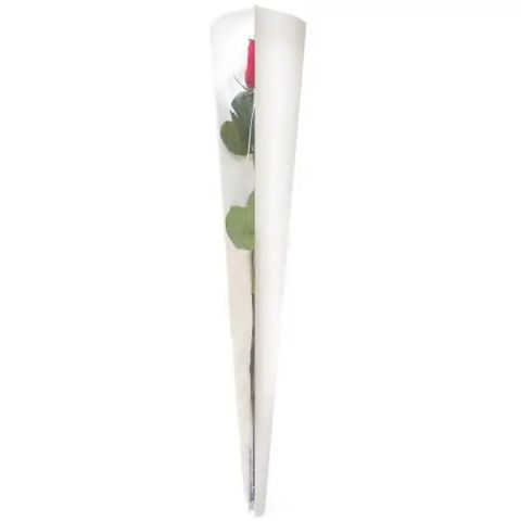 CONOS NEUTRO 50 UNS 65X13,5X3CM  W0065165