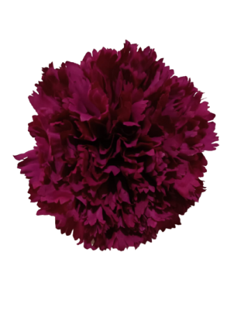 CLAVEL *BOUGANVILLEA  009