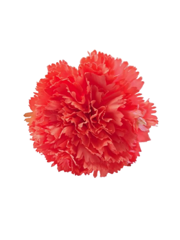 CLAVEL *CORAL  0011