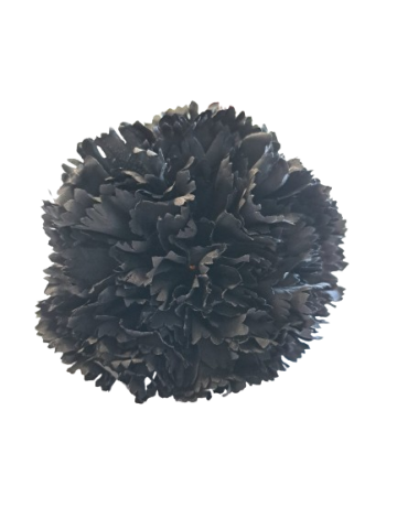 CLAVEL *NEGRO  0016