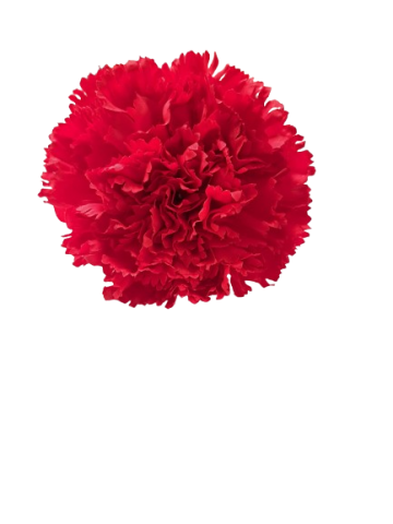 CLAVEL *ROJO  001