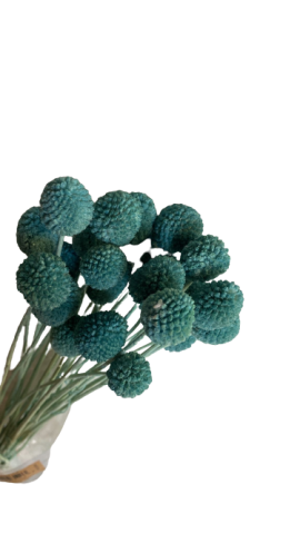 CRASPEDIA PRESS 000-184.74