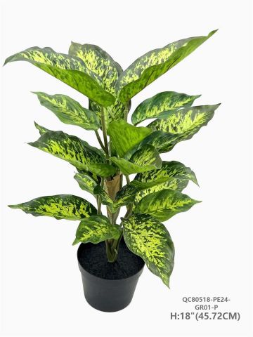 PLANTA DICENBACHIA 45*72 MU-0518