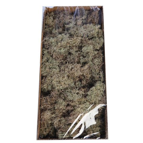 CAJA MUSGO LINLANDES PRESERVADO 400GR *NATURAL 