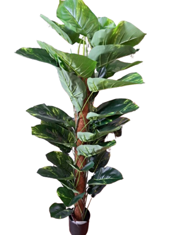 PLANTA PHOTOS 152CM *186986