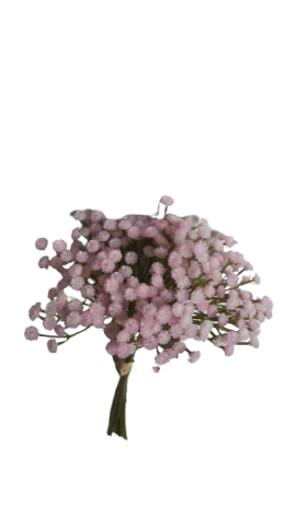 ATADO GYPSOPHILA X7 33CM ROSA *905466