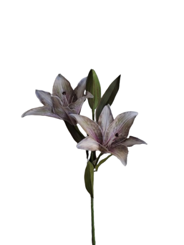 VARA LILIUM X2 *PISTACHO 6951-36