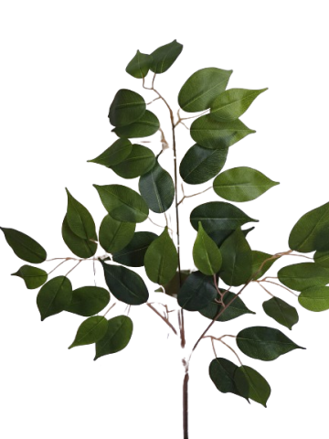 VARA FICUS BENJAMINA *VERDE 2016-09