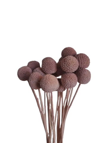 CRASPEDIA *ROSA EMPOLVADO 000-184F40