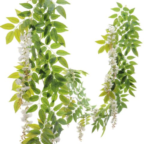 PLANTA WISTERIA 210CMS *BLANCA 2100-11