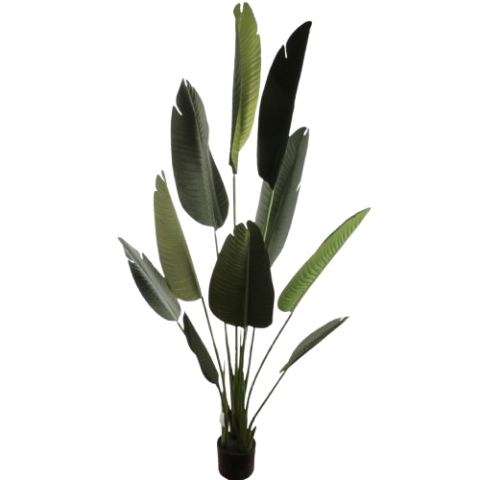 PLANTA BANANO 220CM *5362