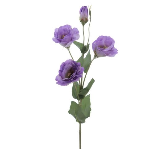 VARA LISANTHUS *LILA 6273-25