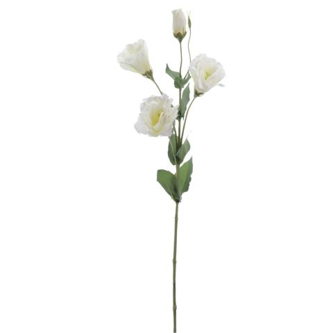 VARA LISANTHUS *CREMA 6273-01
