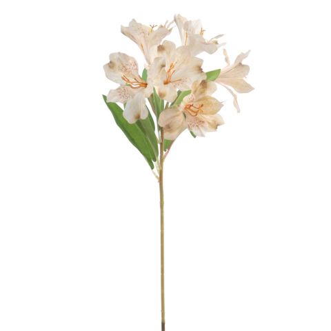VARA ASTROMELIA *BEIGE *6956-31