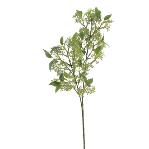 VARA SKIMMIA JAPONICA X2 *VERDE 6262-09