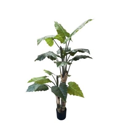 PLANTA ALOCASIA 180CM *G749-2