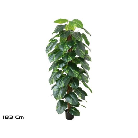 PLANTA PHOTOS 182CM *186993