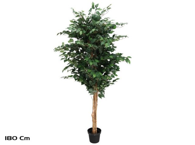 PLANTA FICUS 180CM *395425