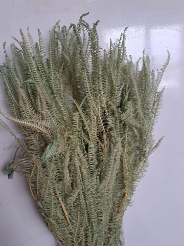 HELECHO PRES *VERDE MENTA *000-154F60