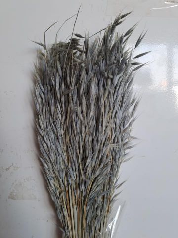 AVENA SATIVA *CELESTE EMPOLVADO *000-093.72