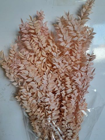 RUSCUS PRESS ROSA CLARO *000-022.52