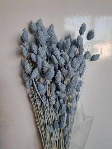 PHALARIS PRESS *CELESTE 000-013.78