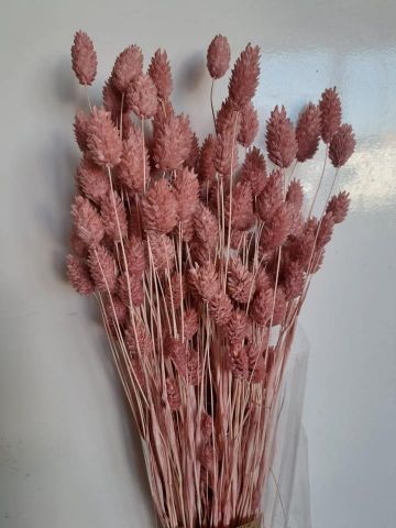 PHALARIS PRESS *ROSA *000-013.46