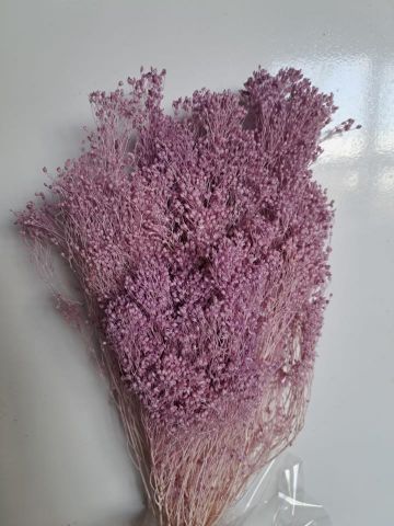 BROOMS PRES *MALVA *000-006.82