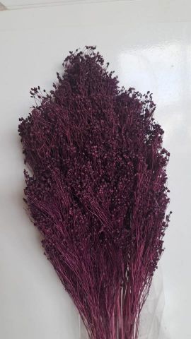 BROOMS PRESS *MORADO *000-006.85