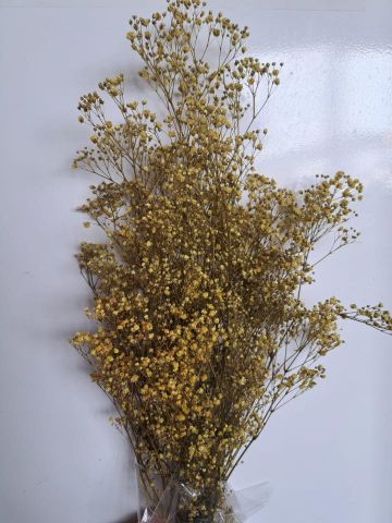 GYPSOPHILA PRESS *AMARILLA 000-442.16